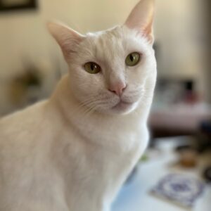 Sur commande. Collection "Majestic Félin" – L'élégance intemporelle au cou de votre compagnon..